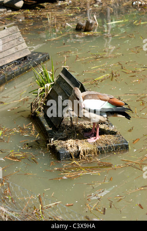 Ente in der Nähe von Nistkasten auf dem Wasser Stockfoto