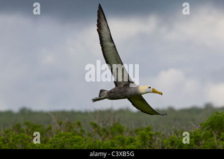 Im Flug, gewellten Albatros, Phoebastria Irrorata, Punta Suarez, Espanola Insel, Galapagos-Inseln, Ecuador Stockfoto