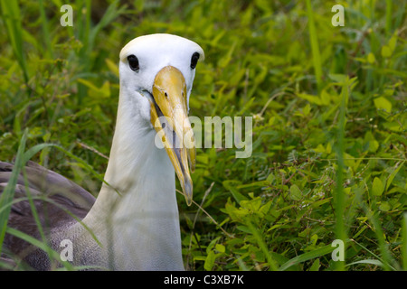 Verschachtelung winkte Albatros, Phoebastria Irrorata, Punta Suarez, Espanola Insel, Galapagos-Inseln, Ecuador Stockfoto