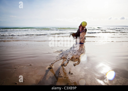 Hund fangen Tennisball am Strand Stockfoto