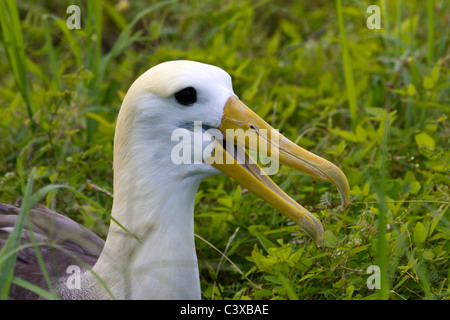 Verschachtelung winkte Albatros, Phoebastria Irrorata, Punta Suarez, Espanola Insel, Galapagos-Inseln, Ecuador Stockfoto