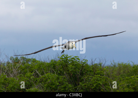 Im Flug, gewellten Albatros, Phoebastria Irrorata, Punta Suarez, Espanola Insel, Galapagos-Inseln, Ecuador Stockfoto