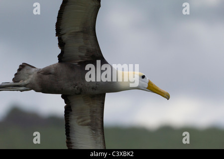 Im Flug, gewellten Albatros, Phoebastria Irrorata, Punta Suarez, Espanola Insel, Galapagos-Inseln, Ecuador Stockfoto