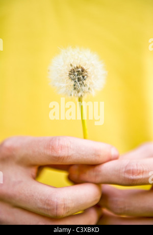 Nahaufnahme von Händen mit Löwenzahn (Taraxacum) Stockfoto