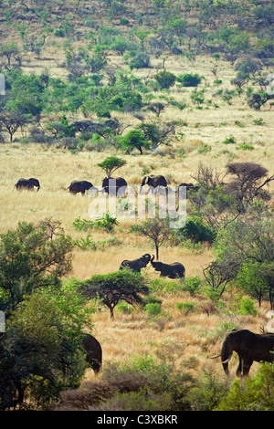 In der Nähe von Rustenburg, Südafrika Pilanesberg National Park. Herde von afrikanischen Elefanten, Loxodonta Africana. Stockfoto