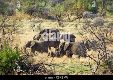 In der Nähe von Rustenburg, Südafrika Pilanesberg National Park. Herde von afrikanischen Elefanten, Loxodonta Africana. Stockfoto