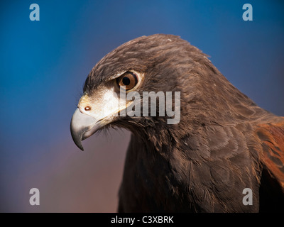 Atemberaubende Harris Hawk suchen Sie auf der linken Seite. Stockfoto