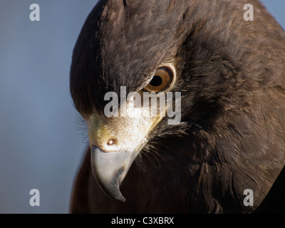 Gorgeous Nahaufnahme von Harris Hawk mit Blick auf den Boden Stockfoto