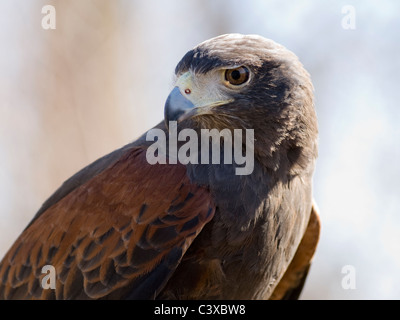 Kopf und Schultern eine wunderschöne Harris Hawk Blick nach links. Stockfoto