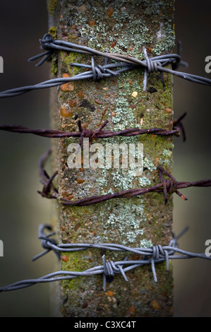 Stacheldraht umwickelt konkrete post Stockfoto