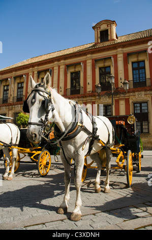 Ein Grauschimmel wartend in der heißen Mittagssonne, Touristen in einer Kutsche durch die Straßen von Sevilla zu tragen. Stockfoto