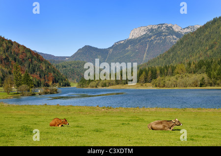 Kühe in Tirol Stockfoto