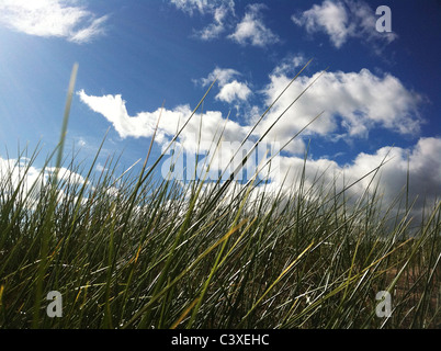 Dünengebieten Grass (Ammophila Arenaria) wächst auf einer Sanddüne im Bild vor einem blauen Himmel. Stockfoto