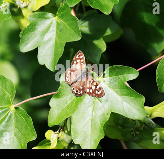 Gesprenkelte Holz - Pararge Aegeria Schmetterling Stockfoto