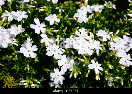 Frühling kriechend Phlox oder Moss Phlox im Garten wachsen. Polemoniaceae subulata Stockfoto