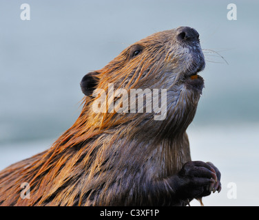 Eine Nahaufnahme Portrait eines Bibers stehend und riecht die Luft Stockfoto