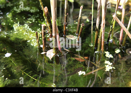 Kaulquappen im Gartenteich Stockfoto