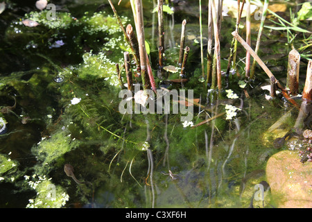 Kaulquappen im Gartenteich Stockfoto