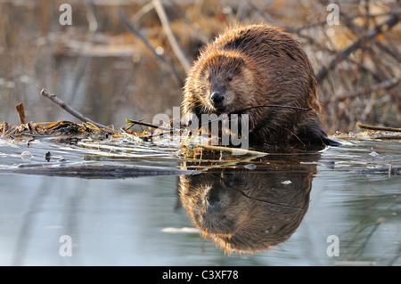 Ein Erwachsener Biber sitzt auf dem Rand von seiner Beaver dam Stockfoto