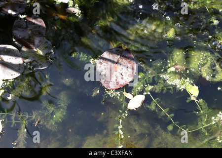 Kaulquappen im Gartenteich Stockfoto