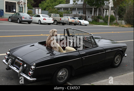 Ein großer Hund in einem kleinen Cabrio. Stockfoto