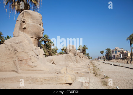 Ägyptische Reihe Sphinx in Luxor Stockfoto