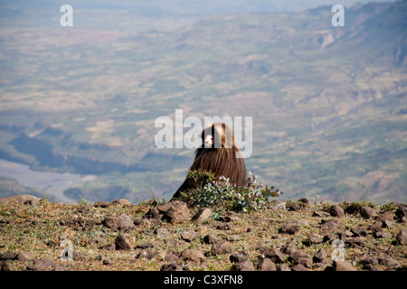 Gelada Pavian in Debre Libanos, Äthiopien, Afrika Stockfoto