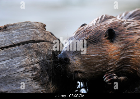 Eine Nahaufnahme der Seitenansicht eines Erwachsenen Biber riechen ein altes Protokoll auf einem weit gereist Biber Weg. Stockfoto