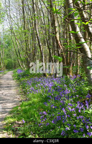 Weg durch Bluebell Holz, Sussex, UK Stockfoto