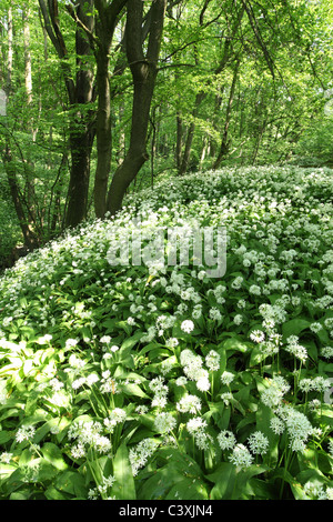 Bärlauch (Allium Ursinum) Blüte in den Wäldern von männlichen Karpaty, Slowakei. Stockfoto