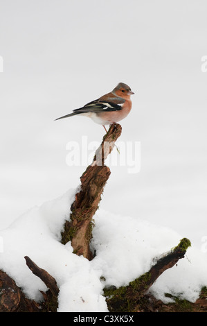 Buchfinken (Fringilla Coelebs) Männchen, thront auf dem Schnee, Kent, England, Januar, Stockfoto