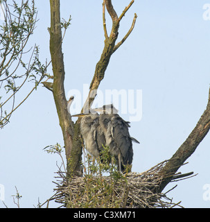 PAAR VON JUVENILE GRAUREIHER ARDEA CINEREA IM NEST Stockfoto