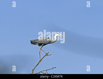 GRAUREIHER ARDEA CINEREA THRONT AUF ZWEIG. FRÜHLING. Stockfoto