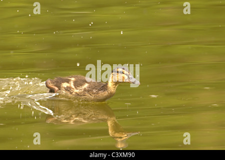 STOCKENTE ENTLEIN ANAS PLATYRHYNCHOS SKIIMMING ÜBER WASSER Stockfoto