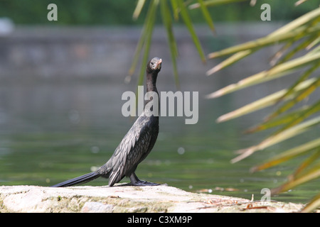 Kormoran auf Seite des Sees Stockfoto
