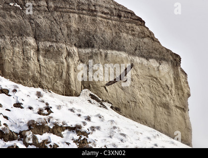 Saskatchewan Badlands Big Muddy Valley im Winter mit Steinadler im Flug Stockfoto