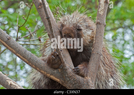 Ein kanadischer Stachelschwein in einem Baum. Stockfoto