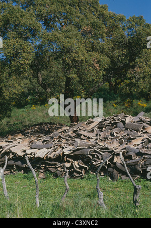 Gestapelte Rinde von Korkeichen, Andalusien, Spanien Stockfoto