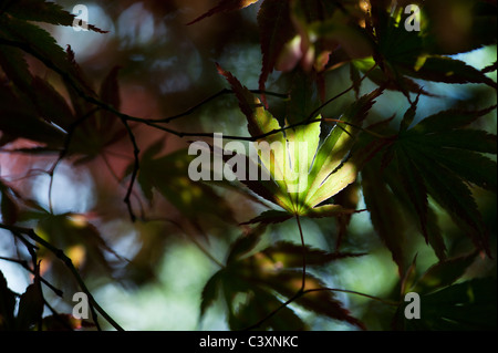 Japanischer Ahorn. Acer Palmatum 'Beni Kagami' Baumblätter durch Sonnenlicht vor einem dunklen Hintergrund beleuchtet Stockfoto