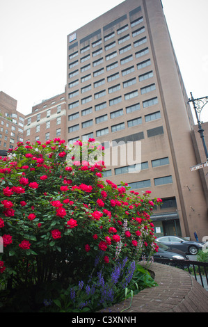 Rosen wachsen in einem Garten auf der anderen Straßenseite von St. Vincent Catholic Medical Center in Greenwich Village in New York Stockfoto