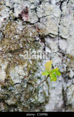 Quercus. Junge Eiche Blätter wachsen von Baum trunkmay Stockfoto