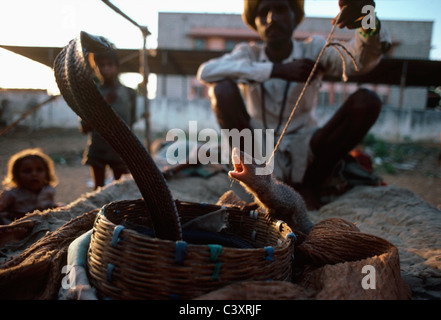 Mungo und indische Cobra Kampf. Jaipur / Indien Stockfoto