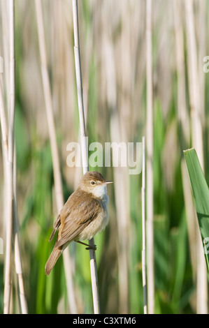 Eurasische Rohrsänger (Acrocephalus Scirpaceus) Erwachsenen thront auf Reed Stamm in Schilfbeetes, Kent, England. Stockfoto