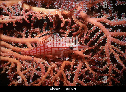 Ein Longnose Hawkfish (Oxycirrhitus Typus) ruht auf Gorgonien Coral. Borneo - South China Sea Stockfoto