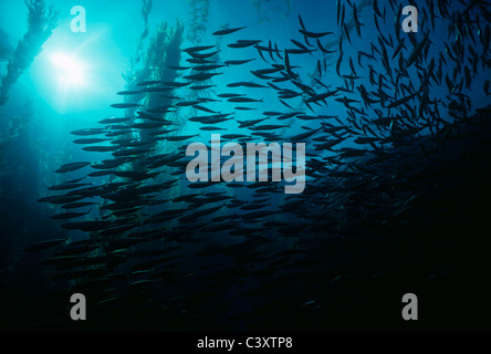 Pazifische Makrele (Scomber Japonicus) Schulausbildung in riesige Kelp Forest (Macrocystis Pyrifera). Kanalinseln, Süd-Kalifornien Stockfoto