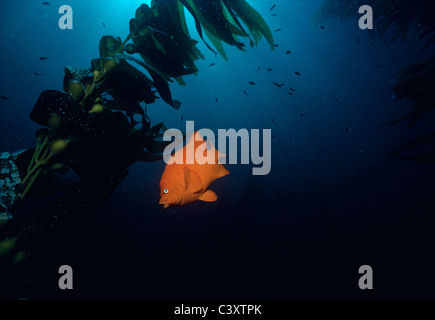 Garibaldi (Hypsypops Rubicundus), Fisch Kalifornien, Schwimmen in einem Kelpwald. Southern California, USA. Pazifik Stockfoto