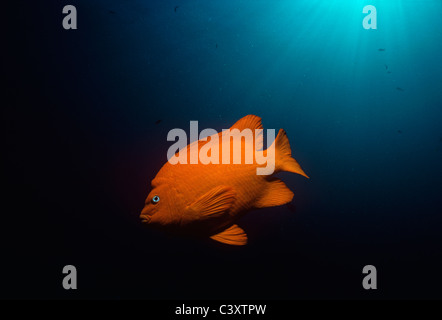 Garibaldi (Hypsypops Rubicundus), Fisch Kalifornien, Schwimmen in einem Kelpwald. Southern California, USA. Pazifik Stockfoto