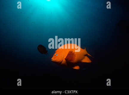 Garibaldi (Hypsypops Rubicundus), Fisch Kalifornien, Schwimmen in einem Kelpwald. Southern California, USA. Pazifik Stockfoto