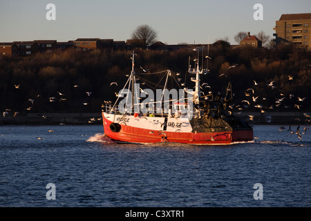 Ein Fischtrawler kehrt über den Fluss Tyne zu den North Shields Docks zurück Stockfoto