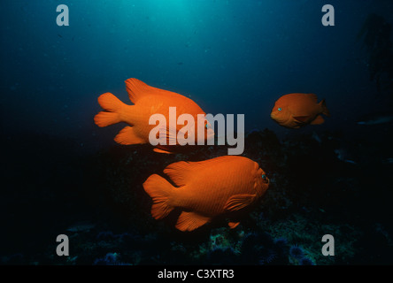 Garibaldi (Hypsypops Rubicundus), Fisch Kalifornien, Schwimmen in einem Kelpwald. Southern California, USA. Pazifik Stockfoto